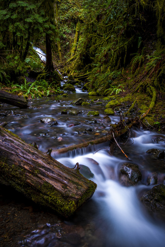 Long-exposure forest stream with fallen mossy log in foreground and lush green growth beyond